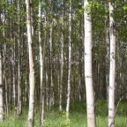 Kananaskis Country – Poplar Trees